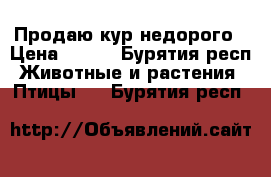 Продаю кур недорого › Цена ­ 500 - Бурятия респ. Животные и растения » Птицы   . Бурятия респ.